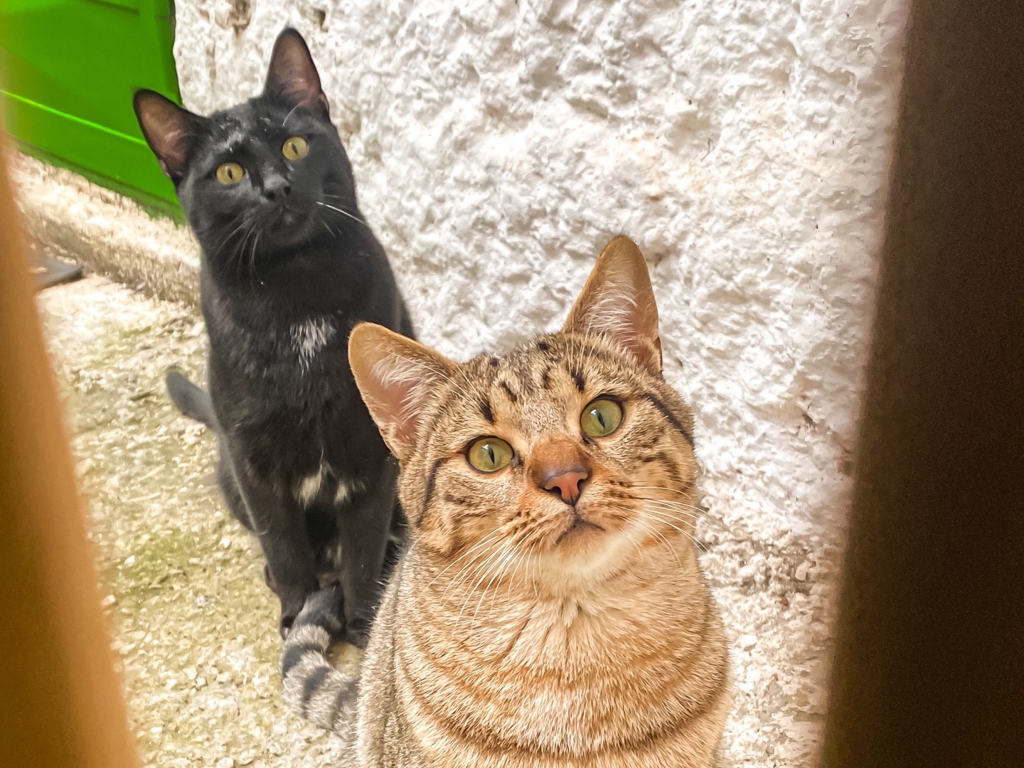 Adozione gatto, maschio, Razza sconosciuta Razza sconosciuta, 1 anno e 1 mese, taglia non valida, Taranto