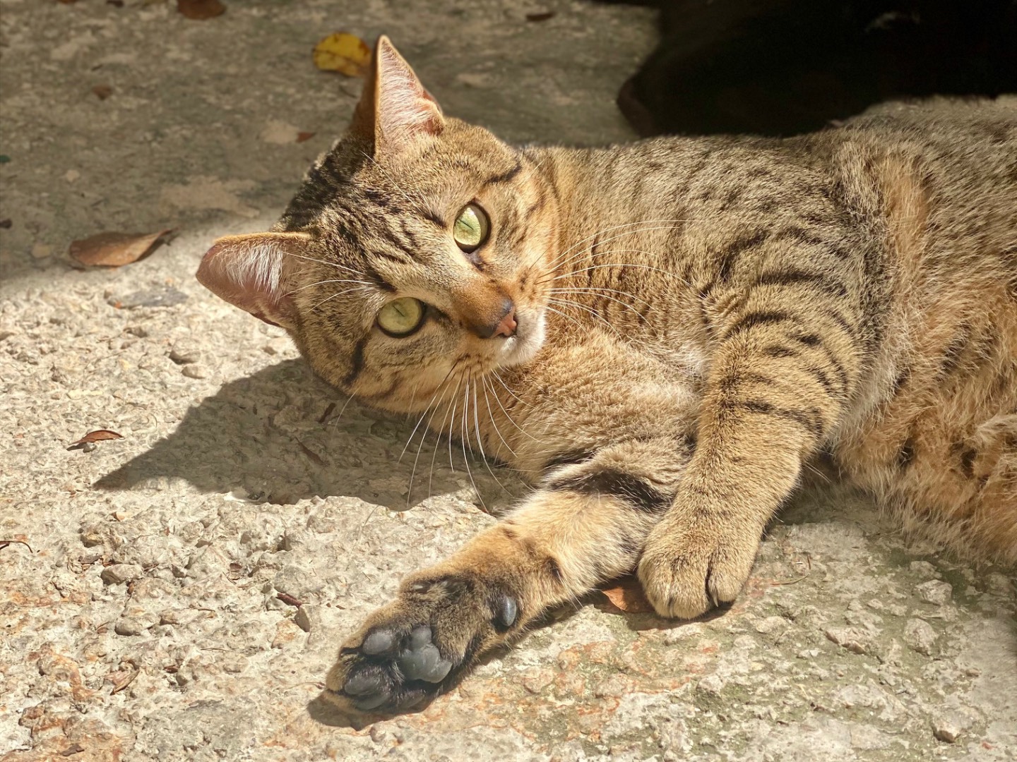Adotta un gatto, taglia non valida, maschio, Taranto