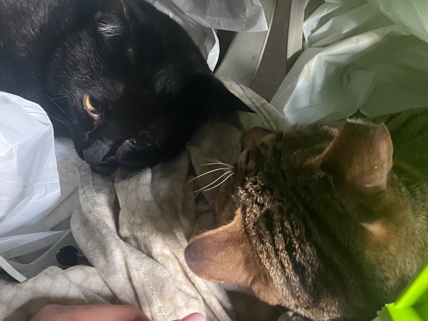 Vuoi adottare un gatto a Taranto?