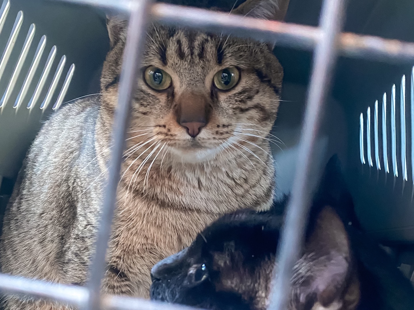 Adotta il gatto Bob e Morgan  a Taranto