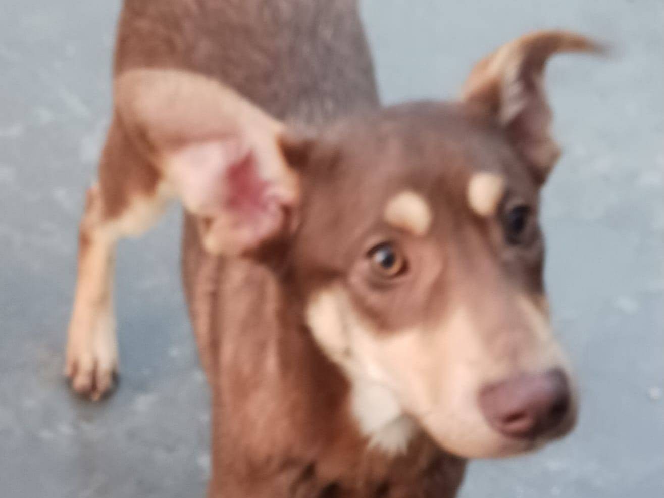 Adotta il cane Nutella a Varese
