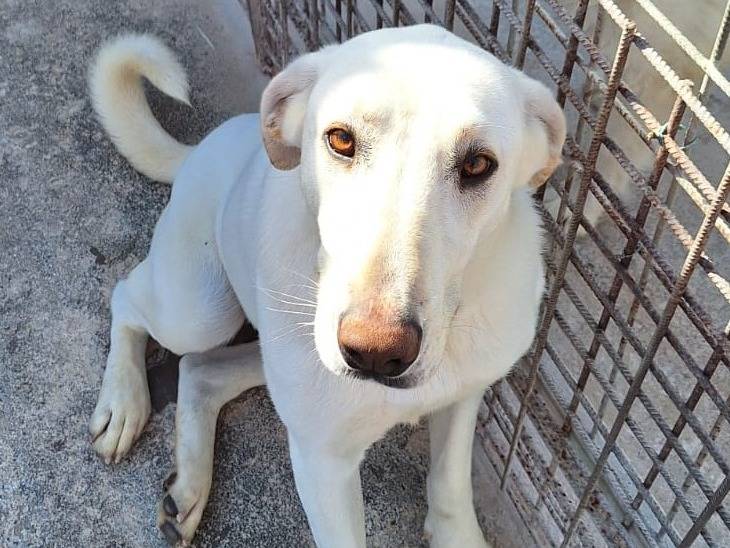Adozione cane, femmina, Razza sconosciuta Razza sconosciuta, 3 anni e 2 mesi, taglia media, Milano