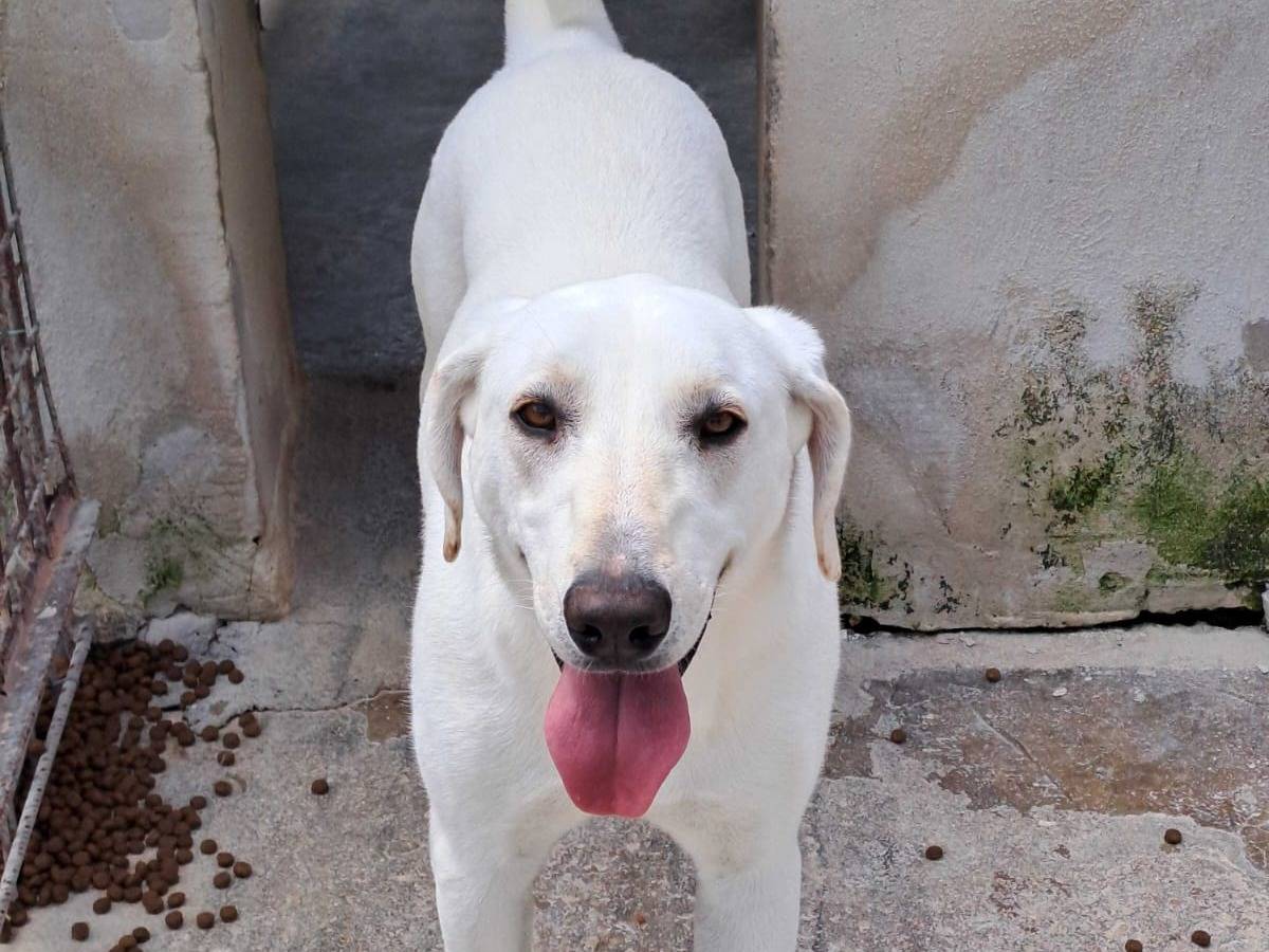 Adotta un cane, femmina, 3 anni e 2 mesi, Milano