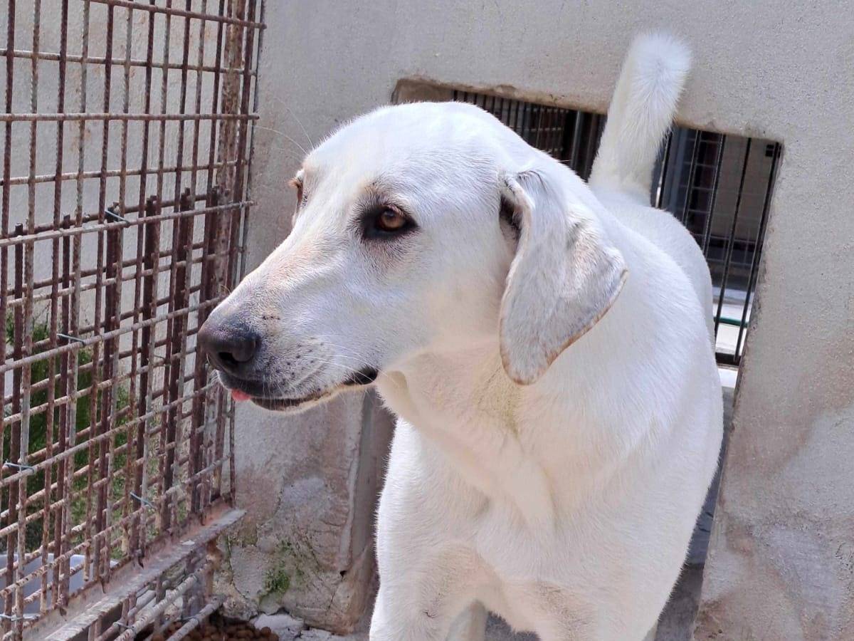 Vuoi adottare un cane a Milano?