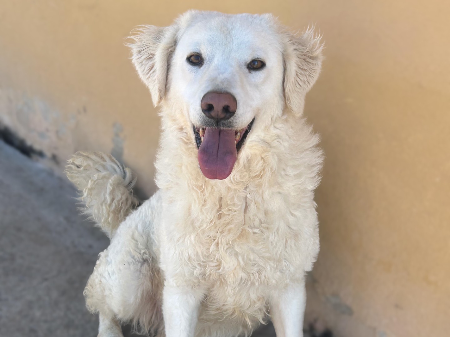 Vuoi adottare un cane a Sud?