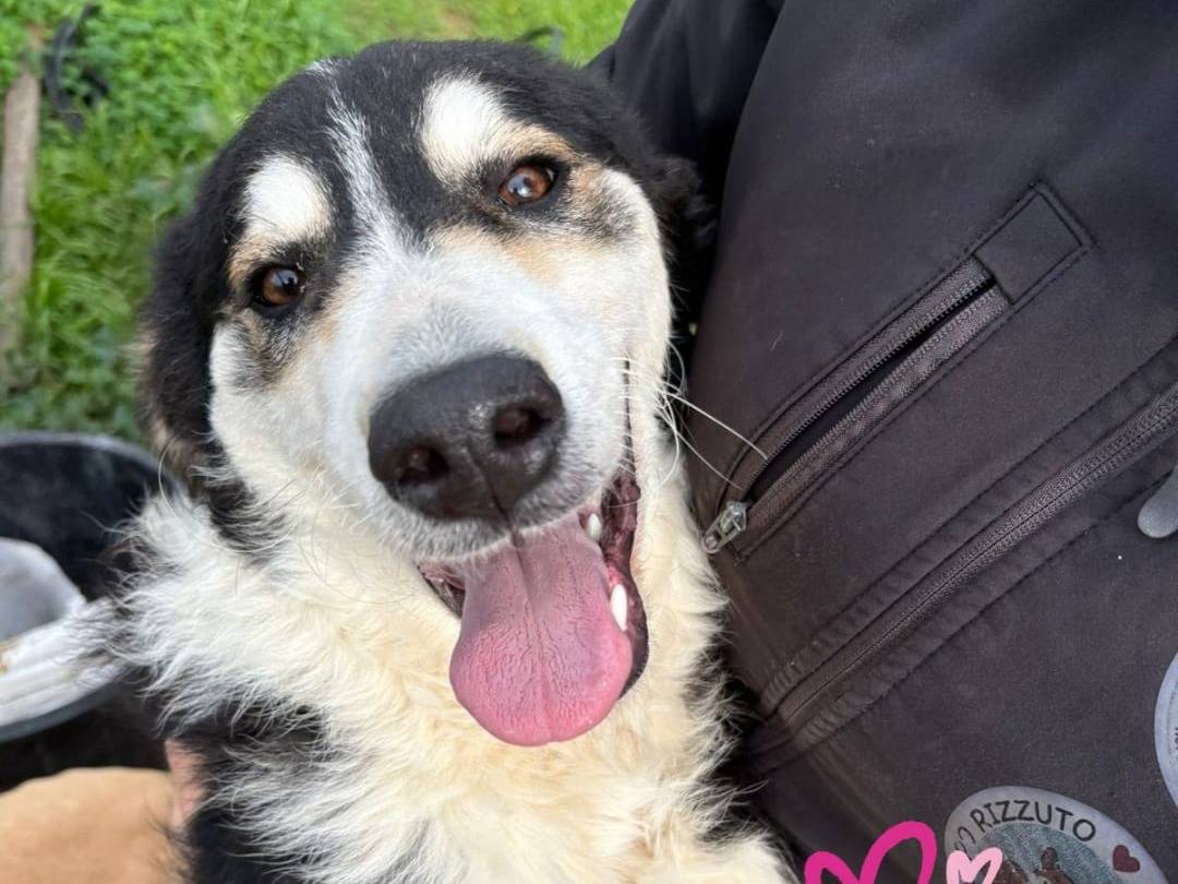 Adozione cane, femmina, Razza sconosciuta Razza sconosciuta, 1 anno, taglia media, Crotone