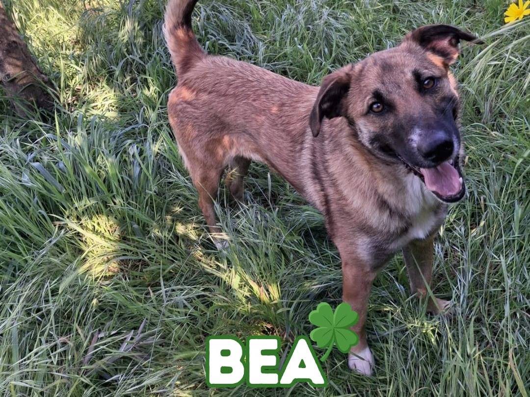 Adozione cane, femmina, Razza sconosciuta Razza sconosciuta, 1 anno, taglia media contenuta, Crotone
