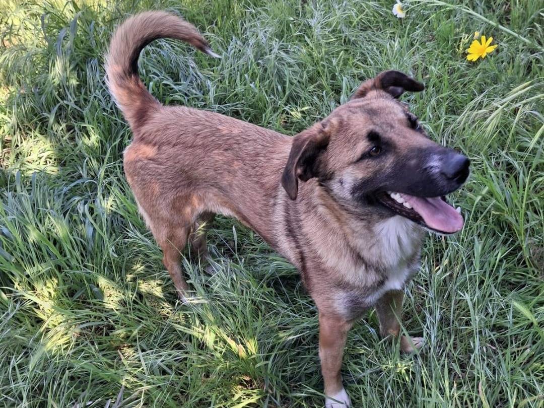 Adotta un cane, femmina, 1 anno, Crotone