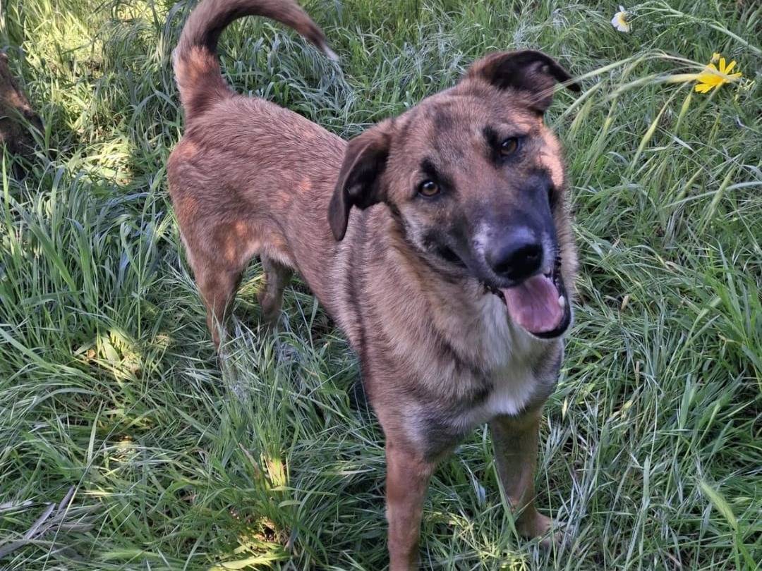 Adotta un cane, taglia media contenuta, femmina, Crotone