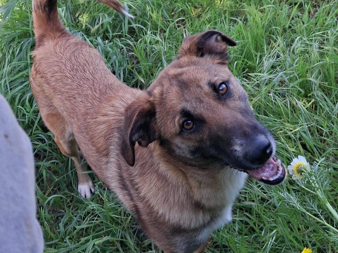 Vuoi adottare un cane a Crotone?
