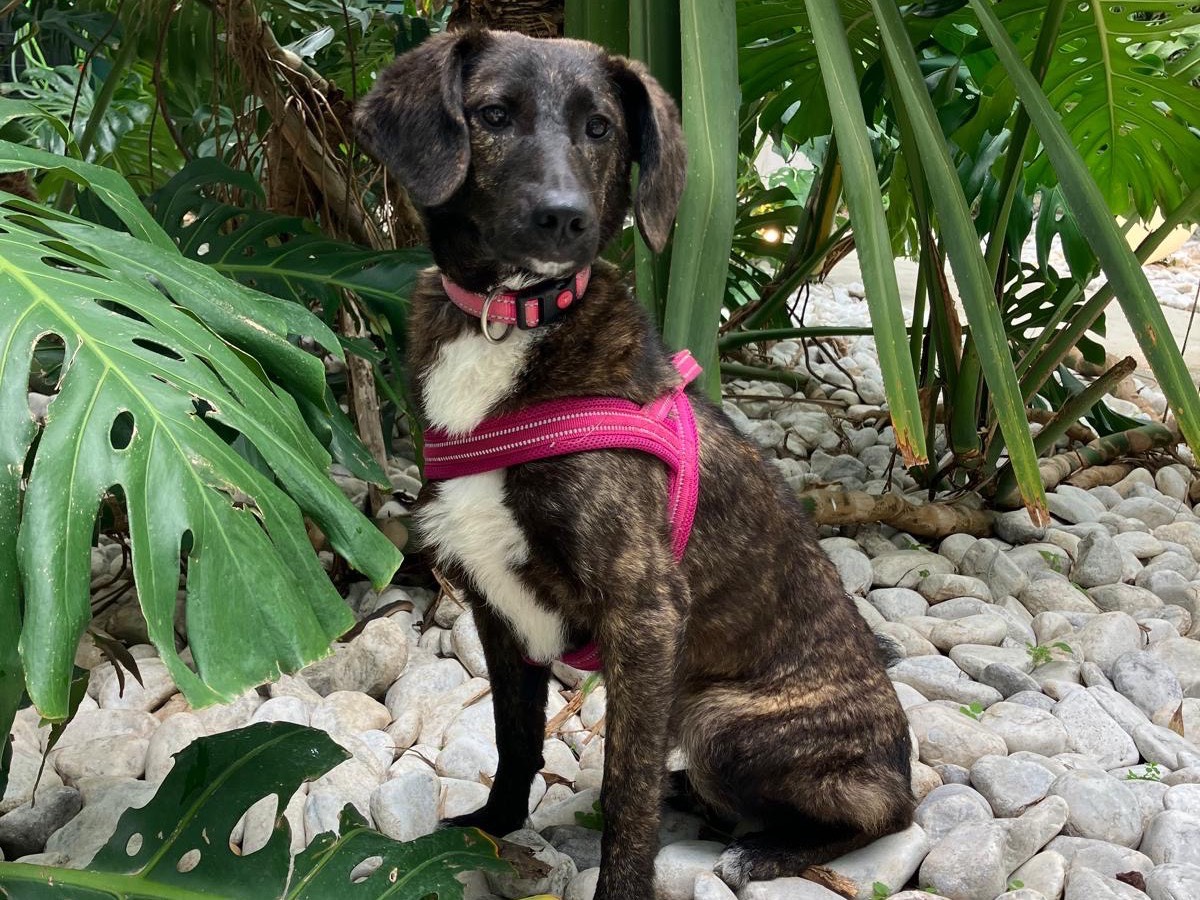 Adozione cane, femmina, Razza sconosciuta Razza sconosciuta, 7 mesi, taglia media, Sud