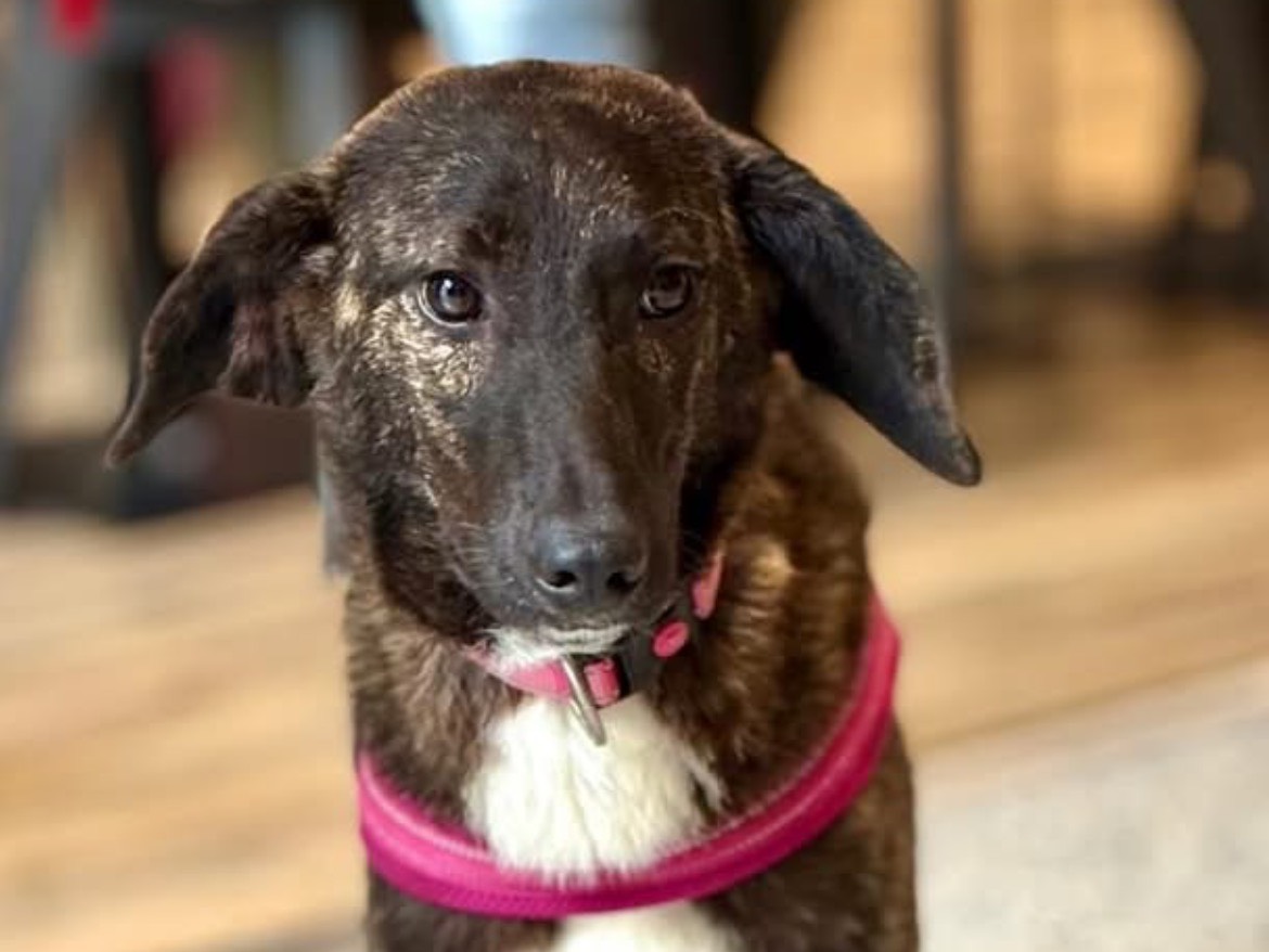 Adotta un cane, femmina, 7 mesi, Sud