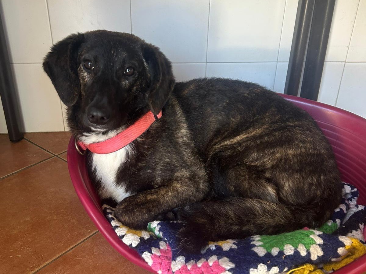 Adotta un cane, taglia media, femmina, Sud