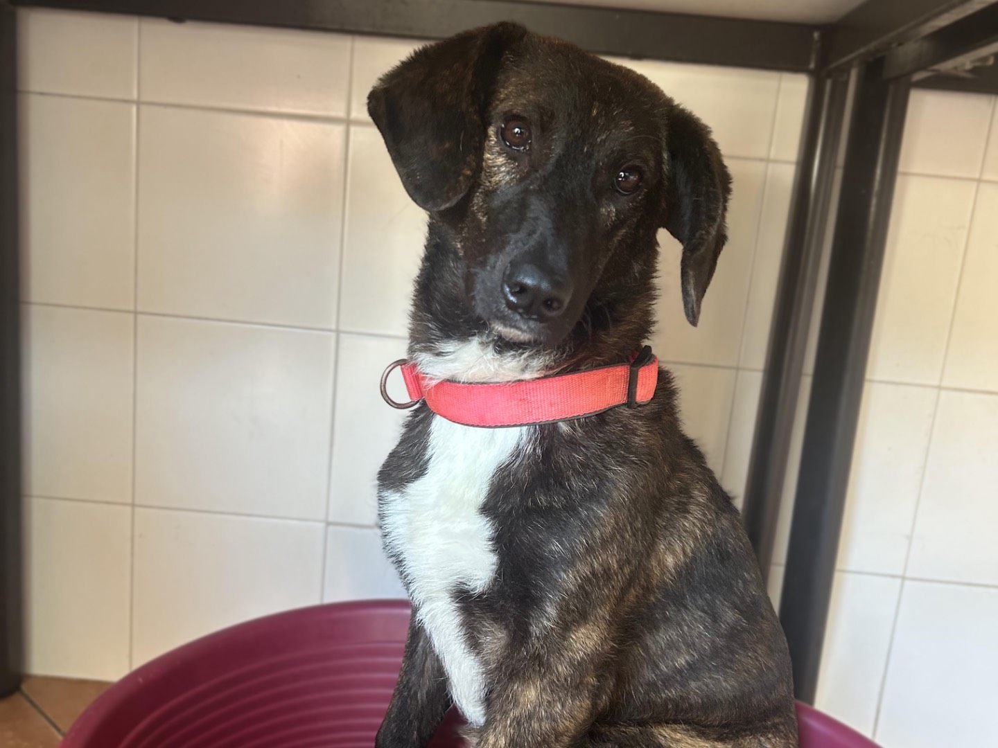 Vuoi adottare un cane a Sud?