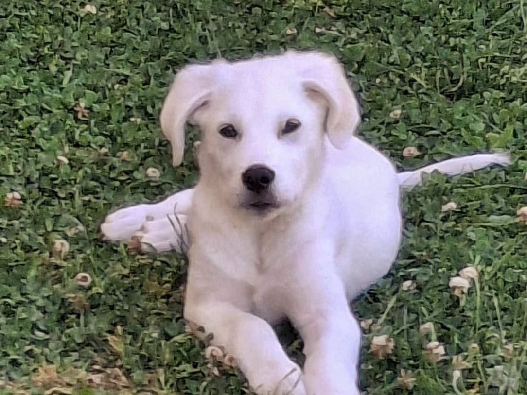 Adozione cane, maschio, Razza sconosciuta Razza sconosciuta, 3 mesi, taglia media, Crotone