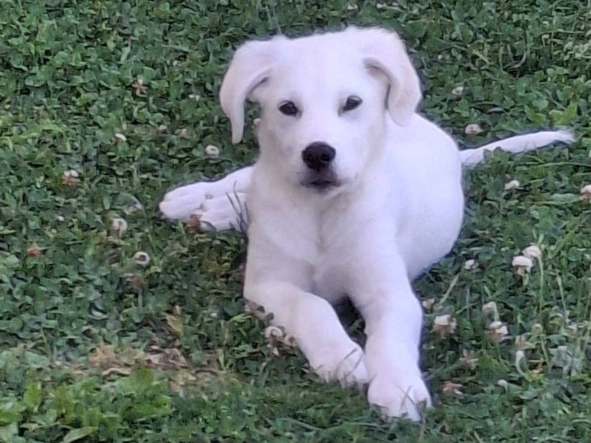 Adotta un cane, maschio, 3 mesi, Crotone