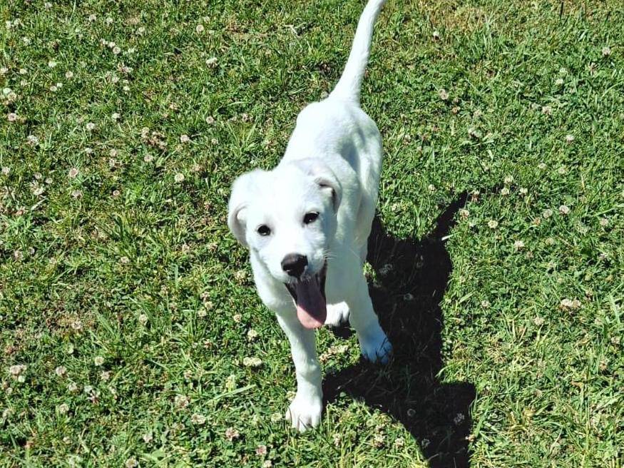 Vuoi adottare un cane a Crotone?