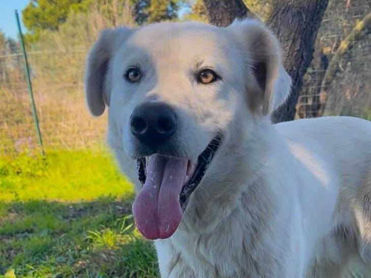 Adotta un cane, maschio, 1 anno, Crotone