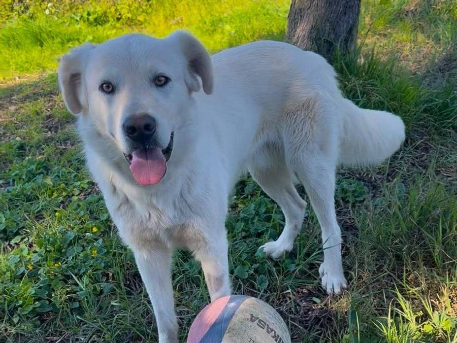 Adotta un cane, taglia media, maschio, Crotone