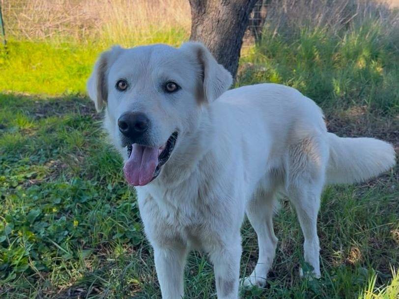 Vuoi adottare un cane a Crotone?