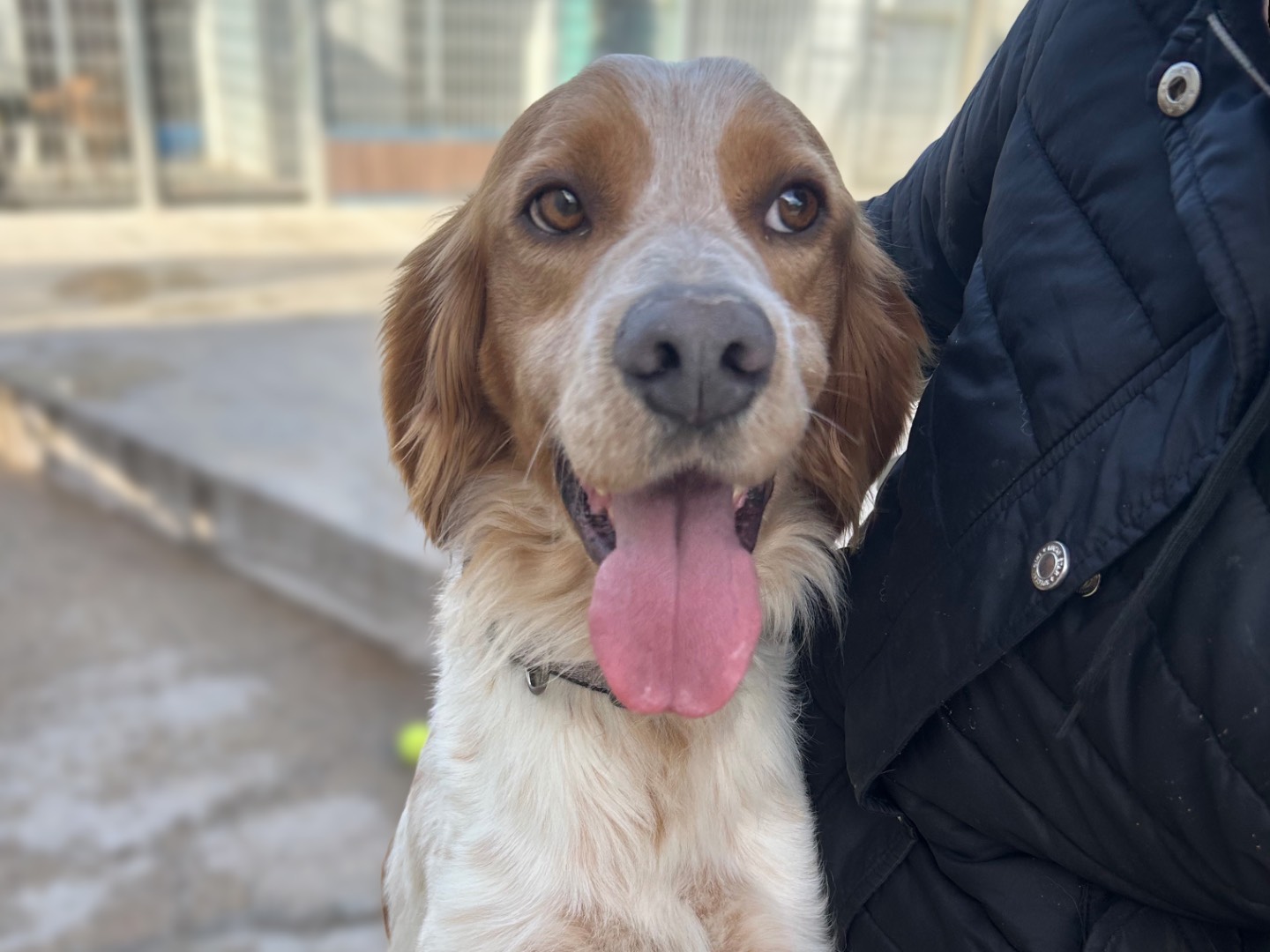 Adozione cane, maschio, Setter Inglese Razza sconosciuta, 3 anni e 2 mesi, taglia media, Sud