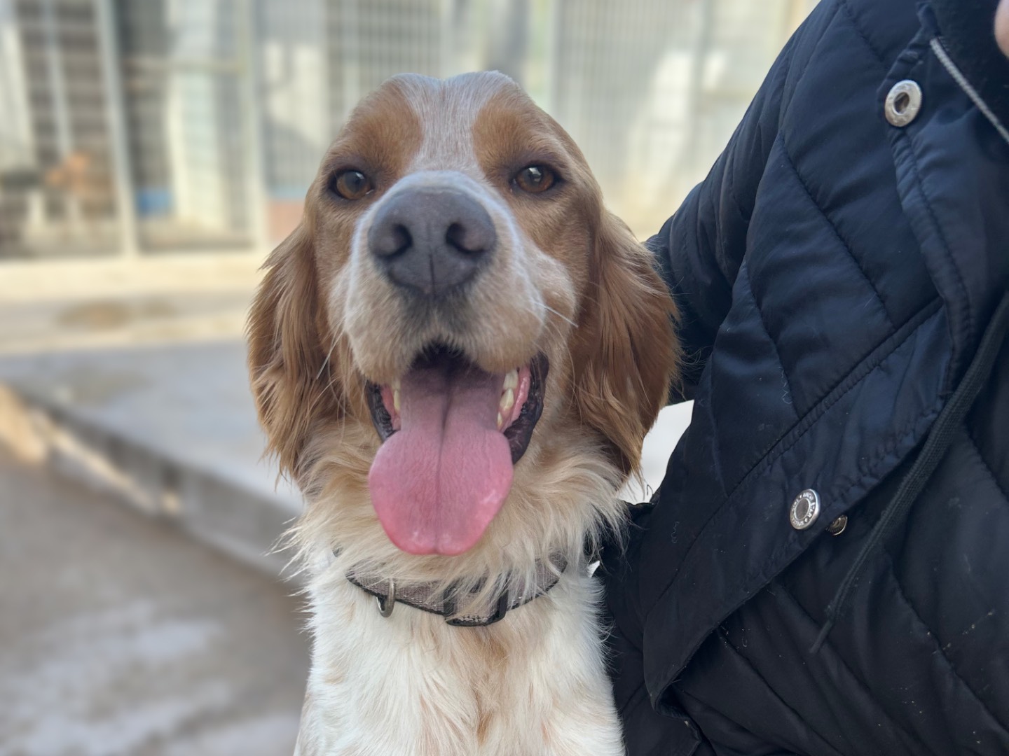 Adotta un cane, maschio, 3 anni e 2 mesi, Sud