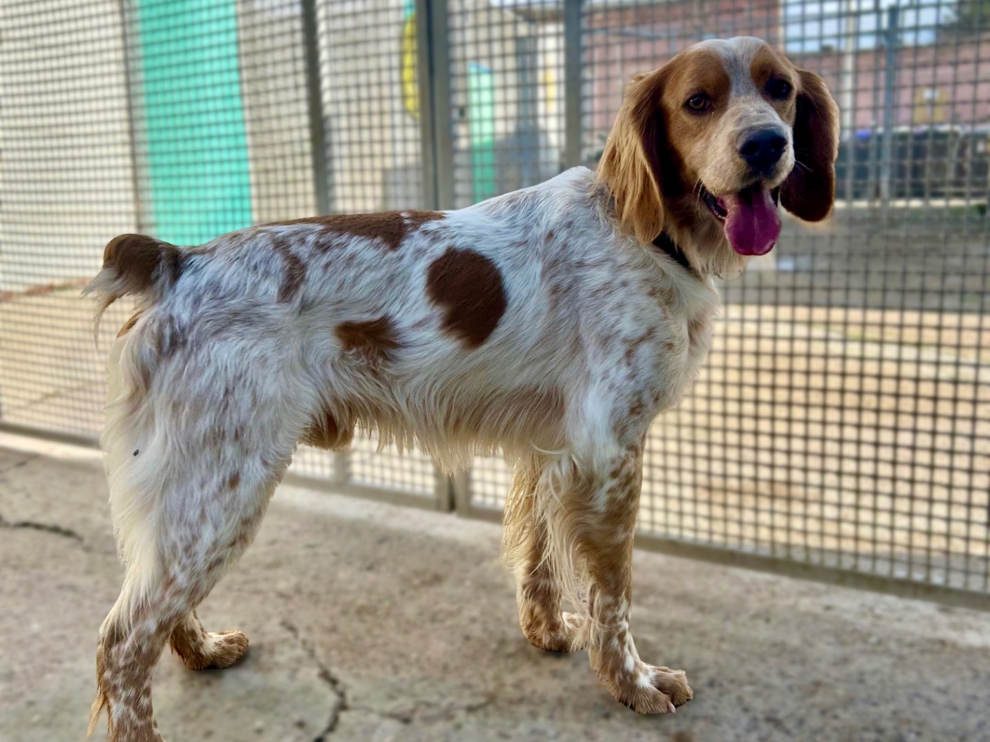 Adotta un cane, taglia media, maschio, Sud