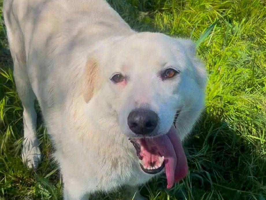 Adozione cane, femmina, Razza sconosciuta Razza sconosciuta, 2 anni, taglia media, Crotone