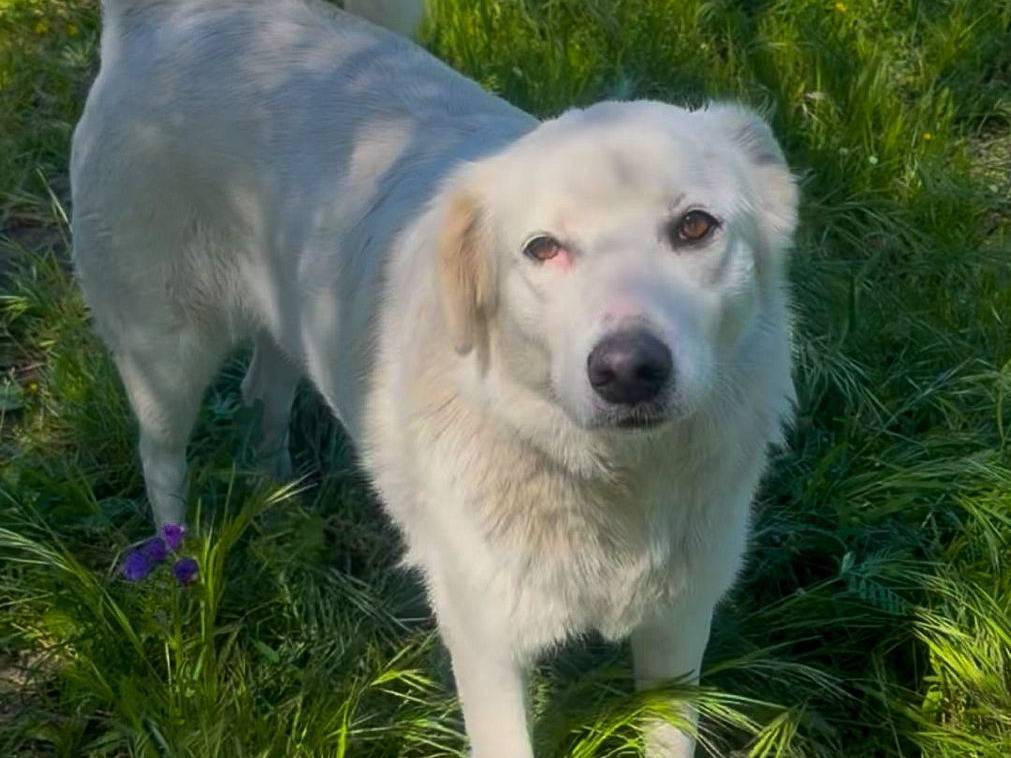Adotta un cane, femmina, 2 anni, Crotone