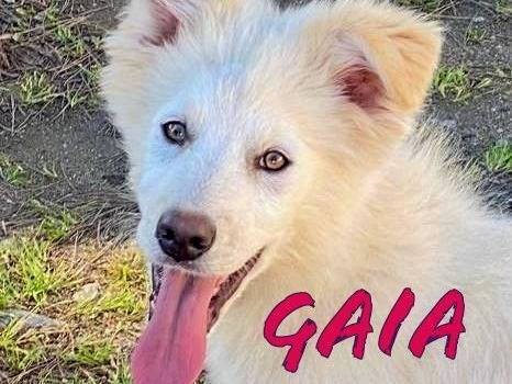 Adozione cane, femmina, Razza sconosciuta Razza sconosciuta, 1 anno e 4 mesi, taglia media, Crotone