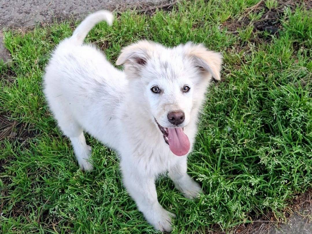 Adotta un cane, taglia media, femmina, Crotone