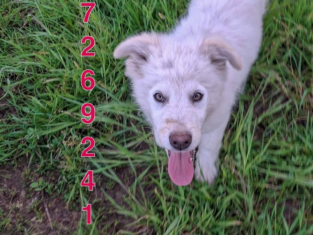 Vuoi adottare un cane a Crotone?