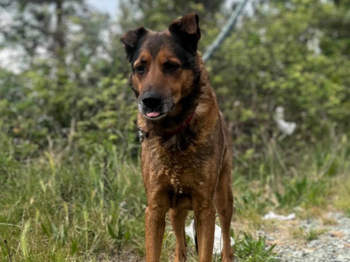 Adozione cane, femmina, Pastore olandese Razza sconosciuta, 13 anni e 2 mesi, taglia media, Genova