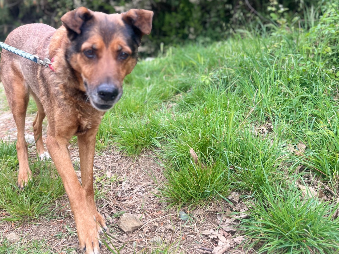 Adotta un cane, femmina, 13 anni e 2 mesi, Genova