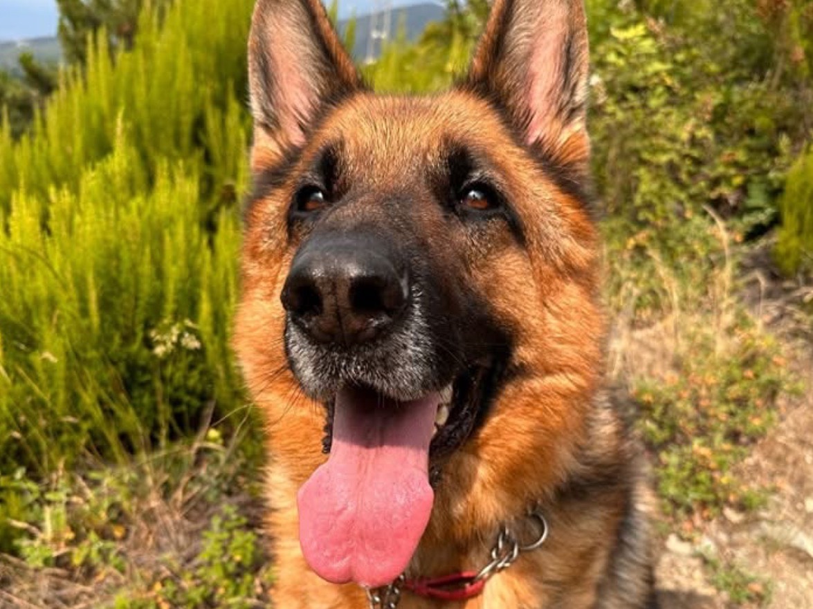 Adozione cane, maschio, Pastore tedesco Razza sconosciuta, 7 anni e 2 mesi, taglia grande, Genova