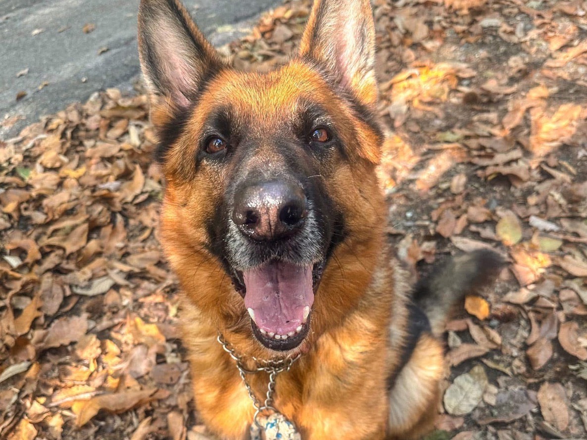 Adotta un cane, maschio, 7 anni e 2 mesi, Genova