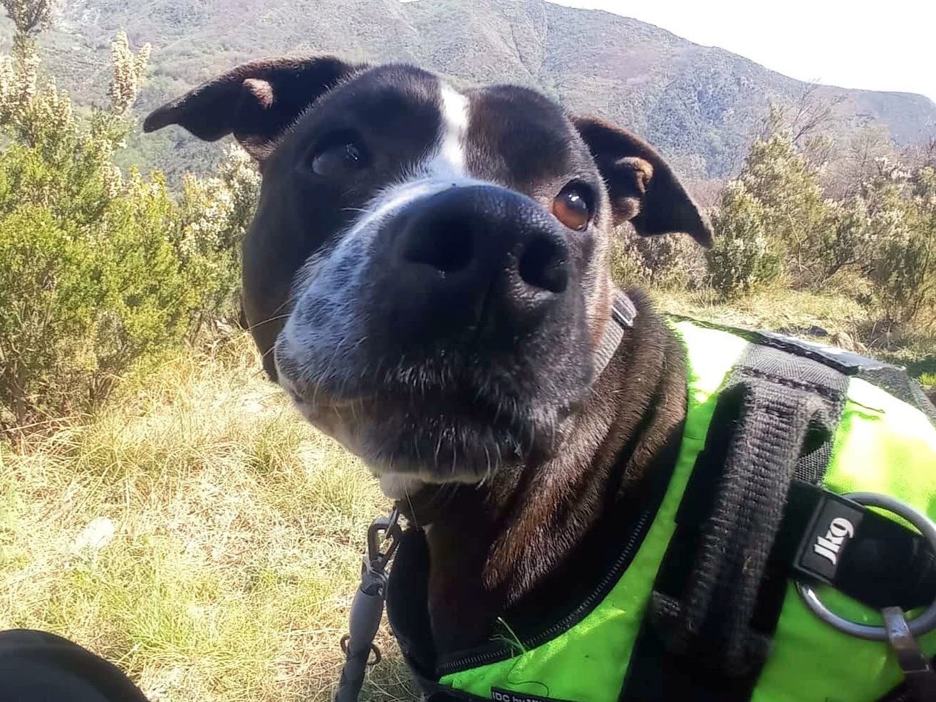 Adozione cane, femmina, Pitbull Razza sconosciuta, 5 anni e 6 mesi, taglia media, Genova