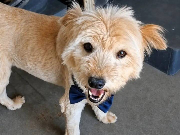 Adozione cane, maschio, Razza sconosciuta Razza sconosciuta, 7 anni e 2 mesi, taglia media contenuta, Mantova