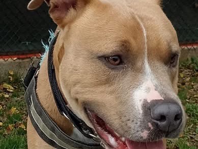 Adozione cane, maschio, Pitbull Razza sconosciuta, 1 anno e 4 mesi, taglia media, Genova