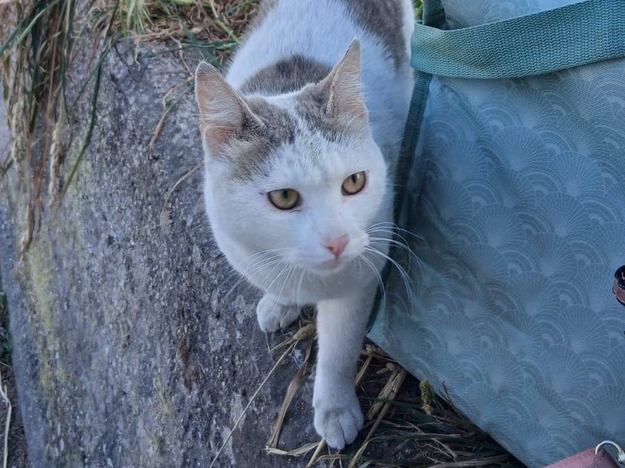 Adozione gatto, maschio, Razza sconosciuta Razza sconosciuta, 1 anno e 4 mesi, taglia non valida, Napoli
