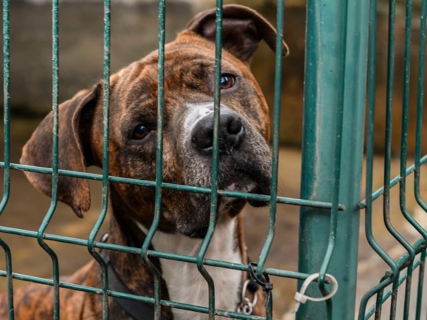 Adozione cane, maschio, Pitbull Razza sconosciuta, 3 anni e 4 mesi, taglia media, Genova