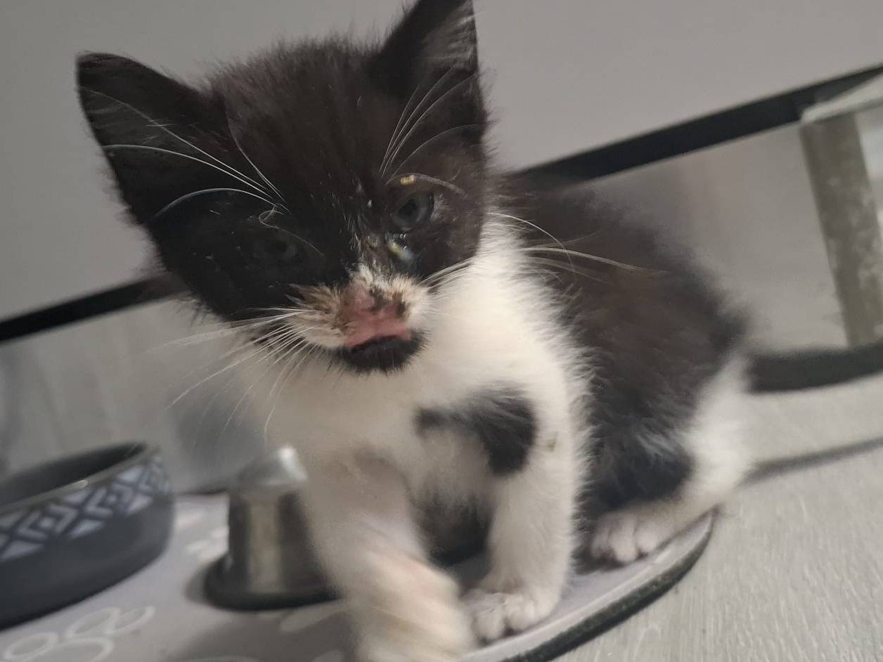Adotta un gatto, femmina, 2 mesi, Napoli