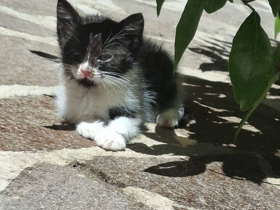 Adozione gatto, femmina, Razza sconosciuta Razza sconosciuta, 2 mesi, taglia non valida, Napoli
