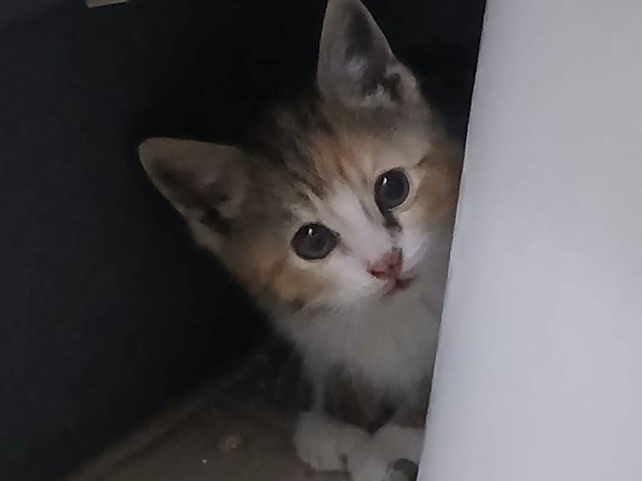 Adozione gatto, femmina, Razza sconosciuta Razza sconosciuta, 2 mesi, taglia non valida, Napoli