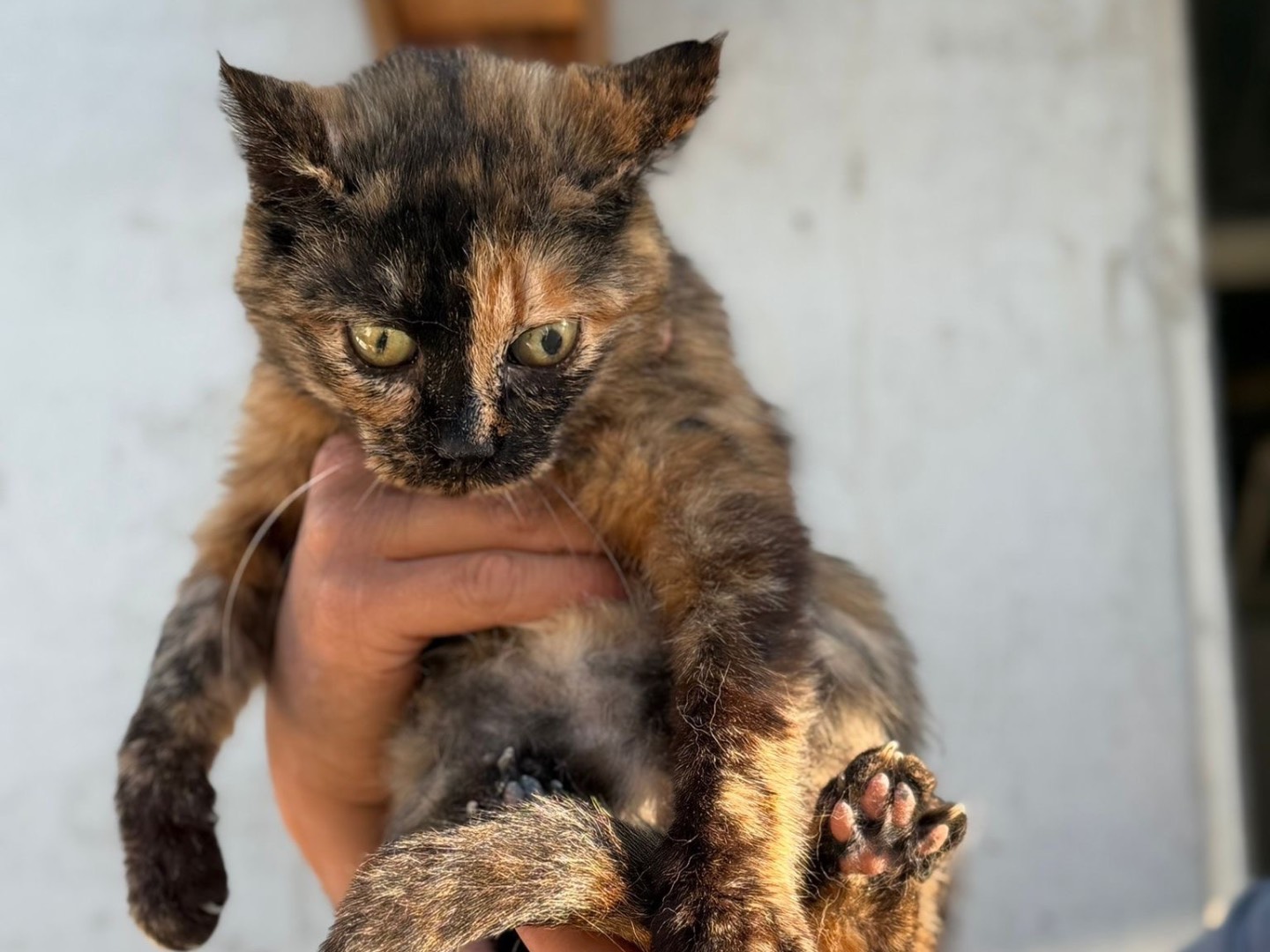 Adotta un gatto, femmina, 4 anni, Perugia