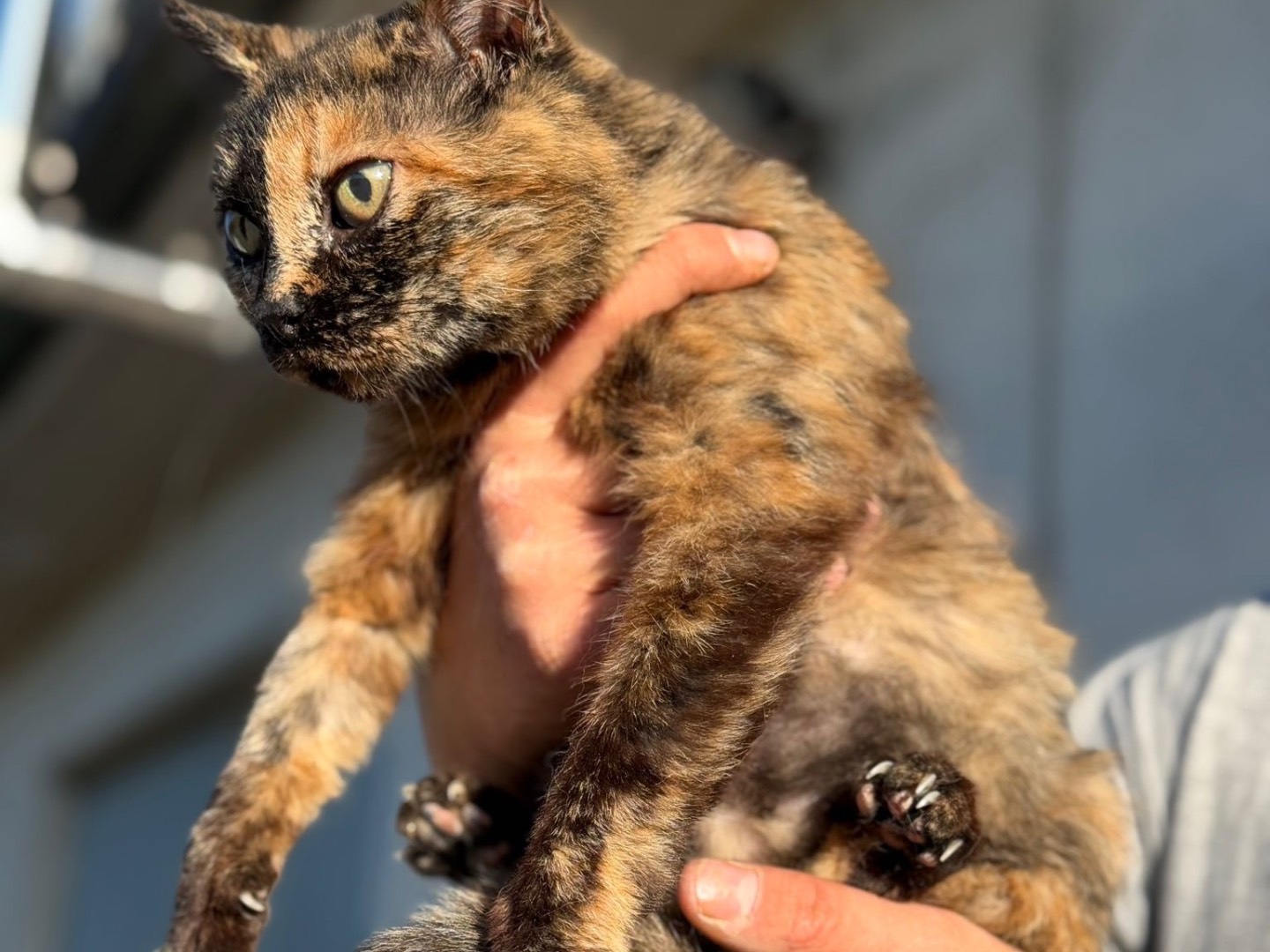 Adozione gatto, femmina, Razza sconosciuta Razza sconosciuta, 4 anni, taglia non valida, Perugia