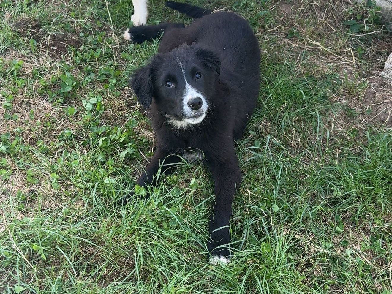 Adotta il cane flic a Frosinone