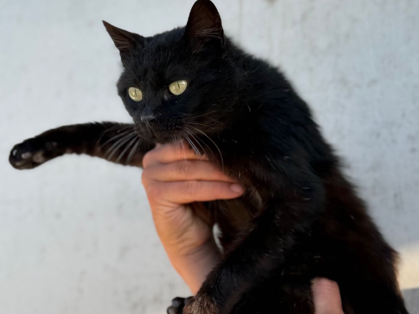 Adozione gatto, maschio, Razza sconosciuta Razza sconosciuta, 2 anni, taglia non valida, Perugia