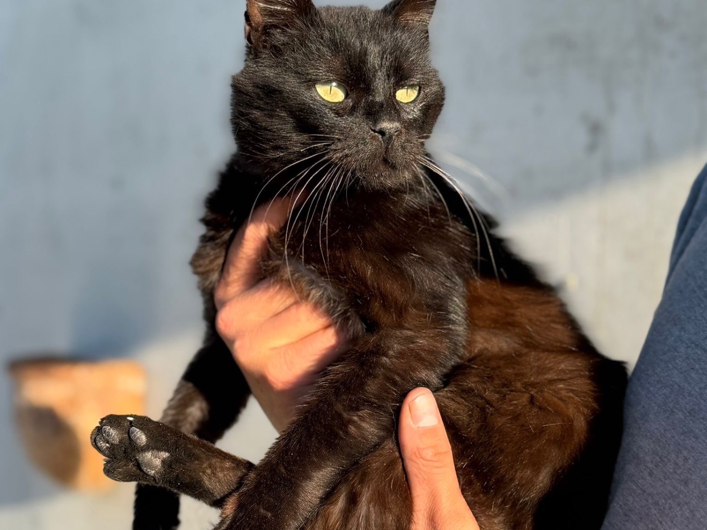 Adotta un gatto, maschio, 2 anni, Perugia