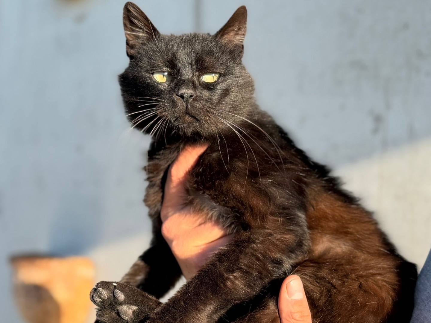 Adotta un gatto, taglia non valida, maschio, Perugia